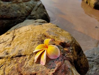 Close-up of yellow rose on rock