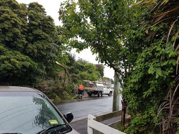 Car on tree by road