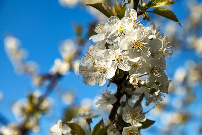 Cherry blossoming tree with a white inflorescence. close-up