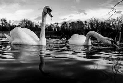 Black and white monochrome mute swan swans pair low-level water side view macro animal background