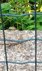 View of a cat looking through metal fence