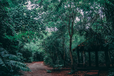 View of trees in forest