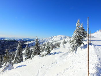 Snow covered trees against blue sky