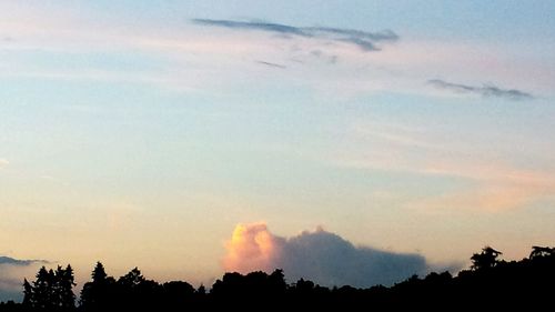 Silhouette of trees at sunset