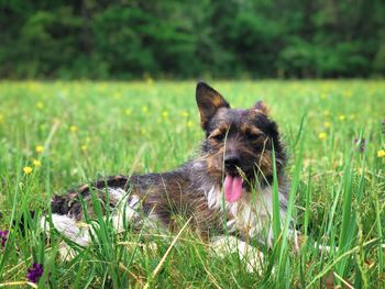 Happy small dog in the green grass and colorful flowers