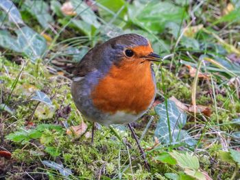 Close-up of bird perching on a field