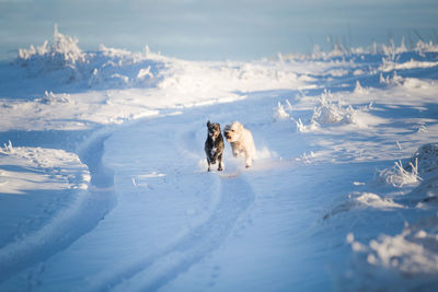 View of dog on snow covered land