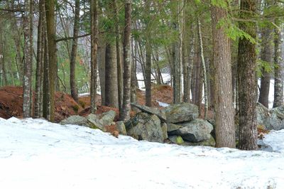 Trees in forest during winter