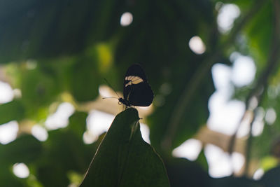 Close-up of butterfly pollinating flower