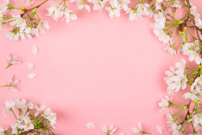 Directly above shot of pink flowering plant