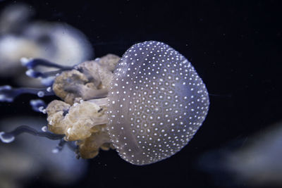 Close-up of jellyfishes in sea