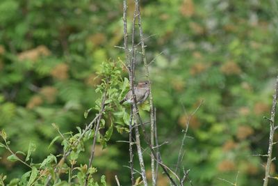 Close-up of damselfly on plant