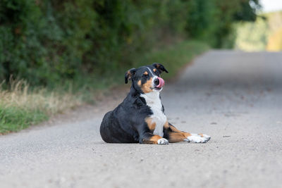 Dog sitting on road