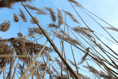 Low angle view of wheat plants against sky