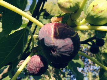 Close-up of fruits on plant