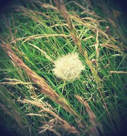 Close-up of dandelion in field