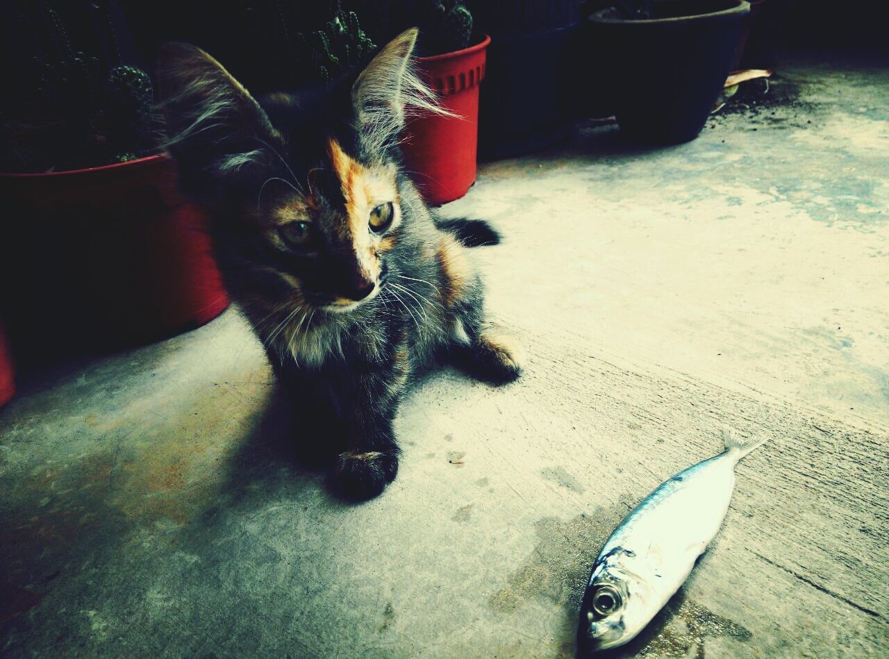 Catandfish