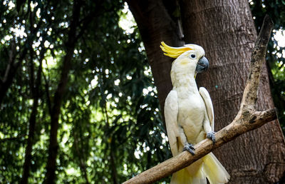 Low angle view of bird perching on tree