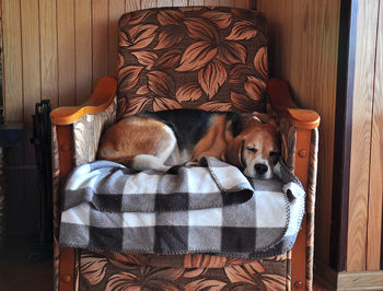 Dog sleeping in a home