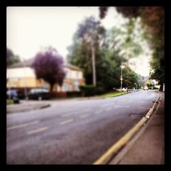 Road along trees