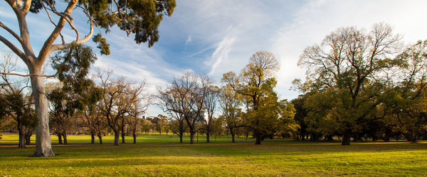 Trees on field against sky