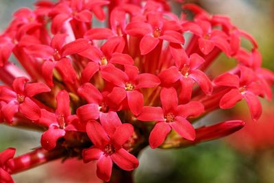 Close-up of red flowering plant