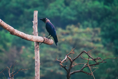 Bird perching on a tree