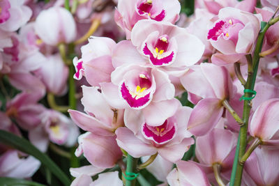 Close-up of pink flowering plant