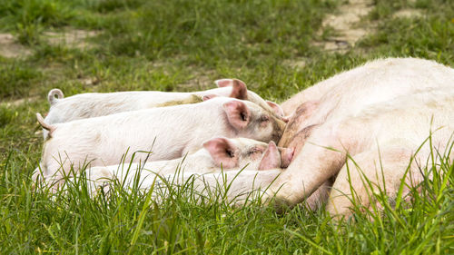 Sheep lying in a field