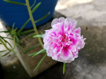 Close-up of pink flower blooming outdoors