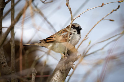 Close-up of bird perching on branch