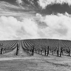 Vineyards in wine country california