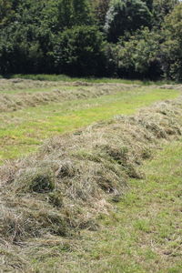 View of horse on field