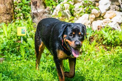 Portrait of dog standing in field