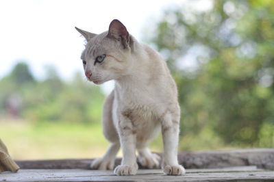 Cat looking away