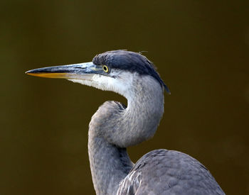 Close-up of a bird