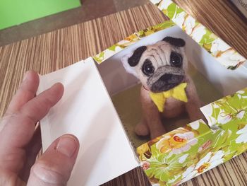 Close-up of hand holding dog