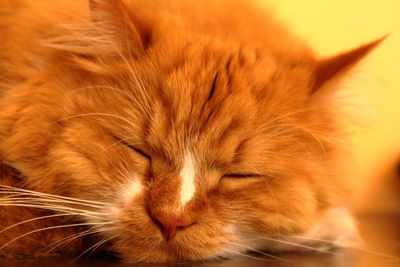 Close-up of ginger cat