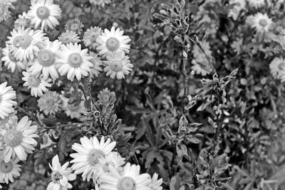 Close-up of flowers