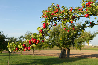 Red berries on tree in field against sky