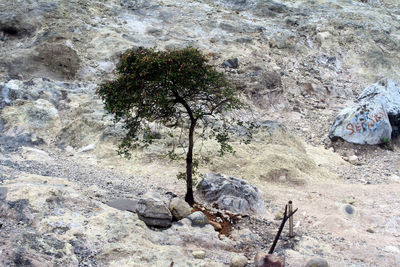 High angle view of an animal on rock