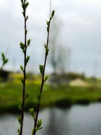 Close-up of fresh green plant against sky