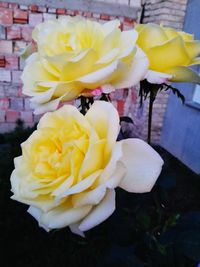 Close-up of yellow roses blooming outdoors