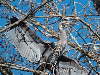 Low angle view of bird perching on tree