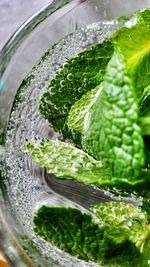 Close-up of plant in water