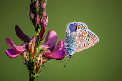 beauty in nature