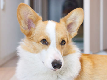 Portrait of corgi