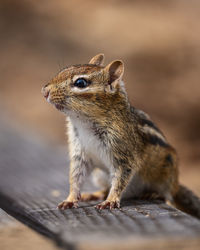 Close-up of squirrel