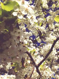 Pink flowers blooming on tree