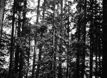 Low angle view of trees in forest